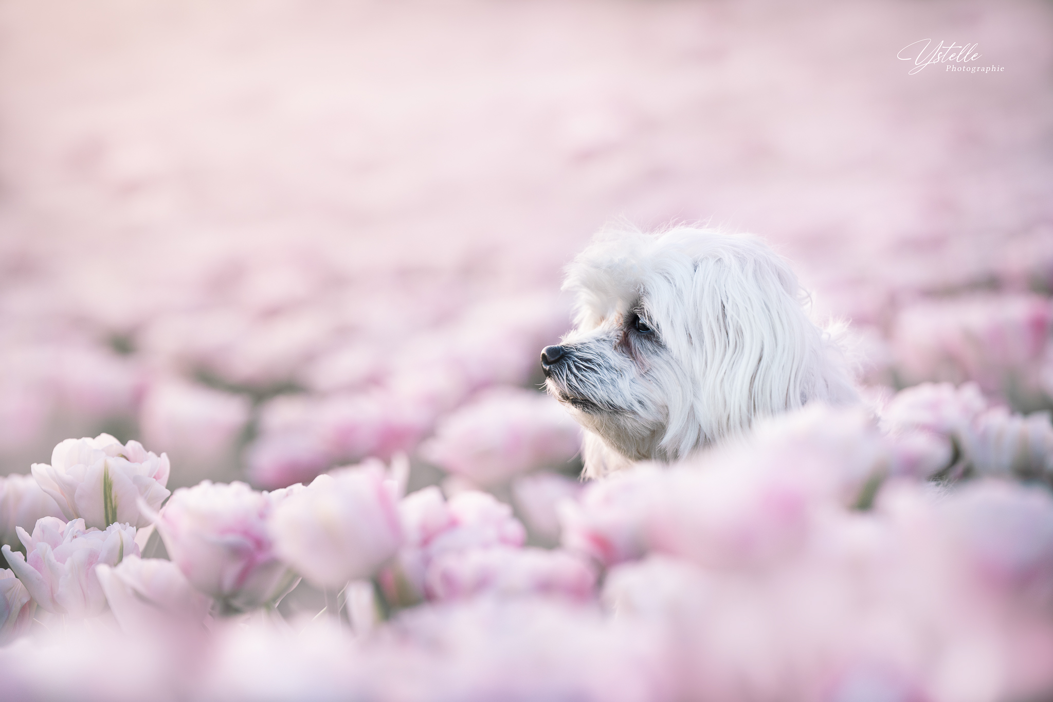 Oslo dans les feuilles