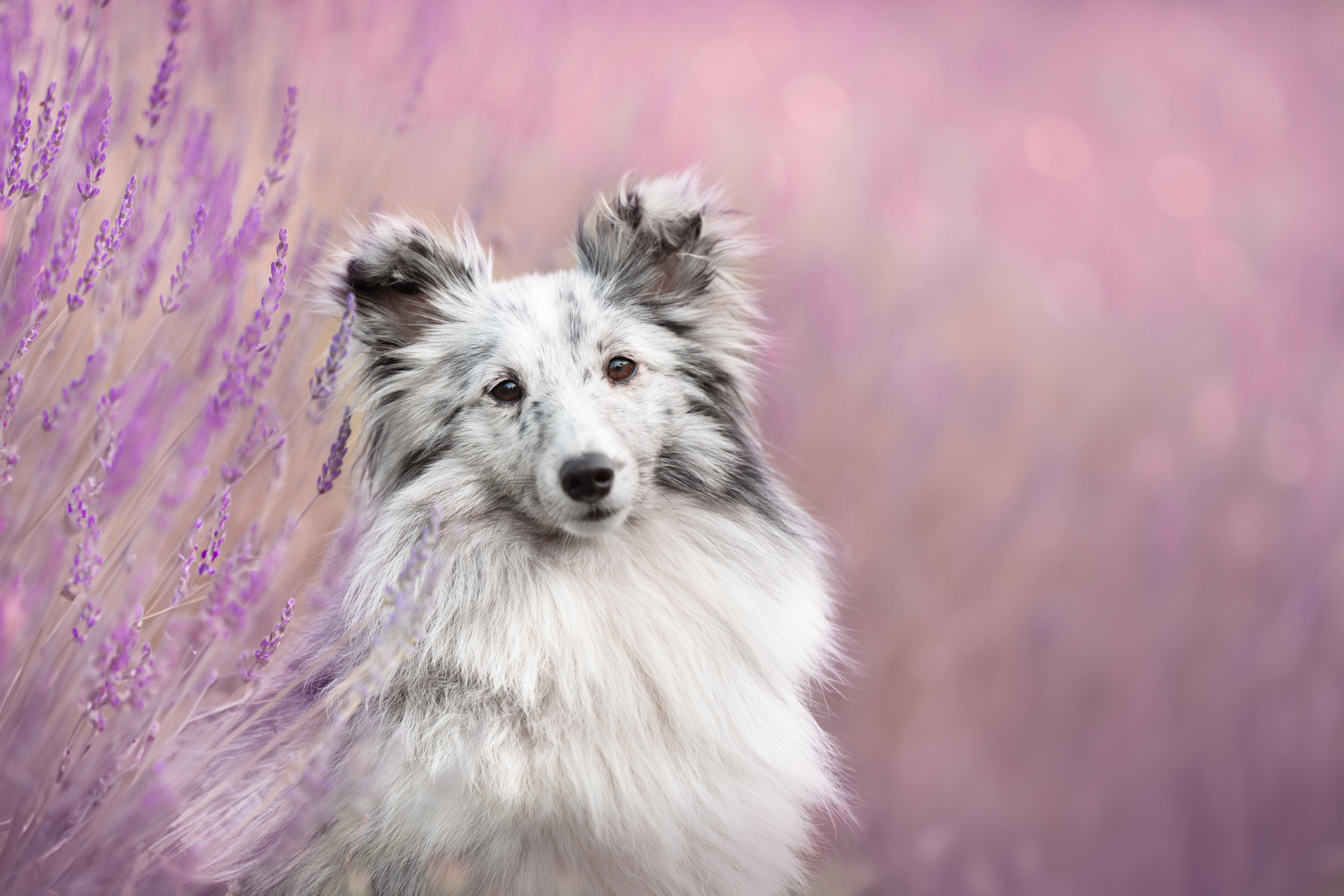 Oslo dans les feuilles