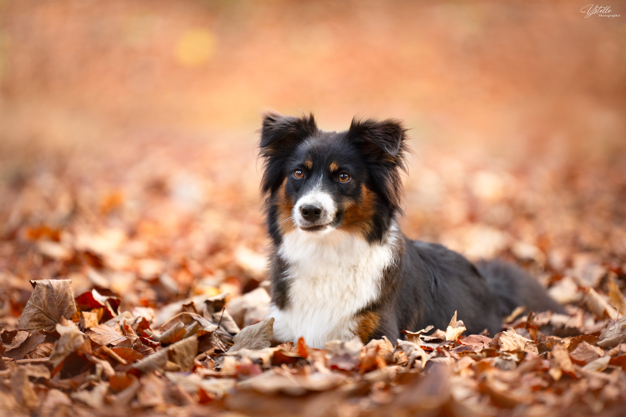 Oslo dans les feuilles