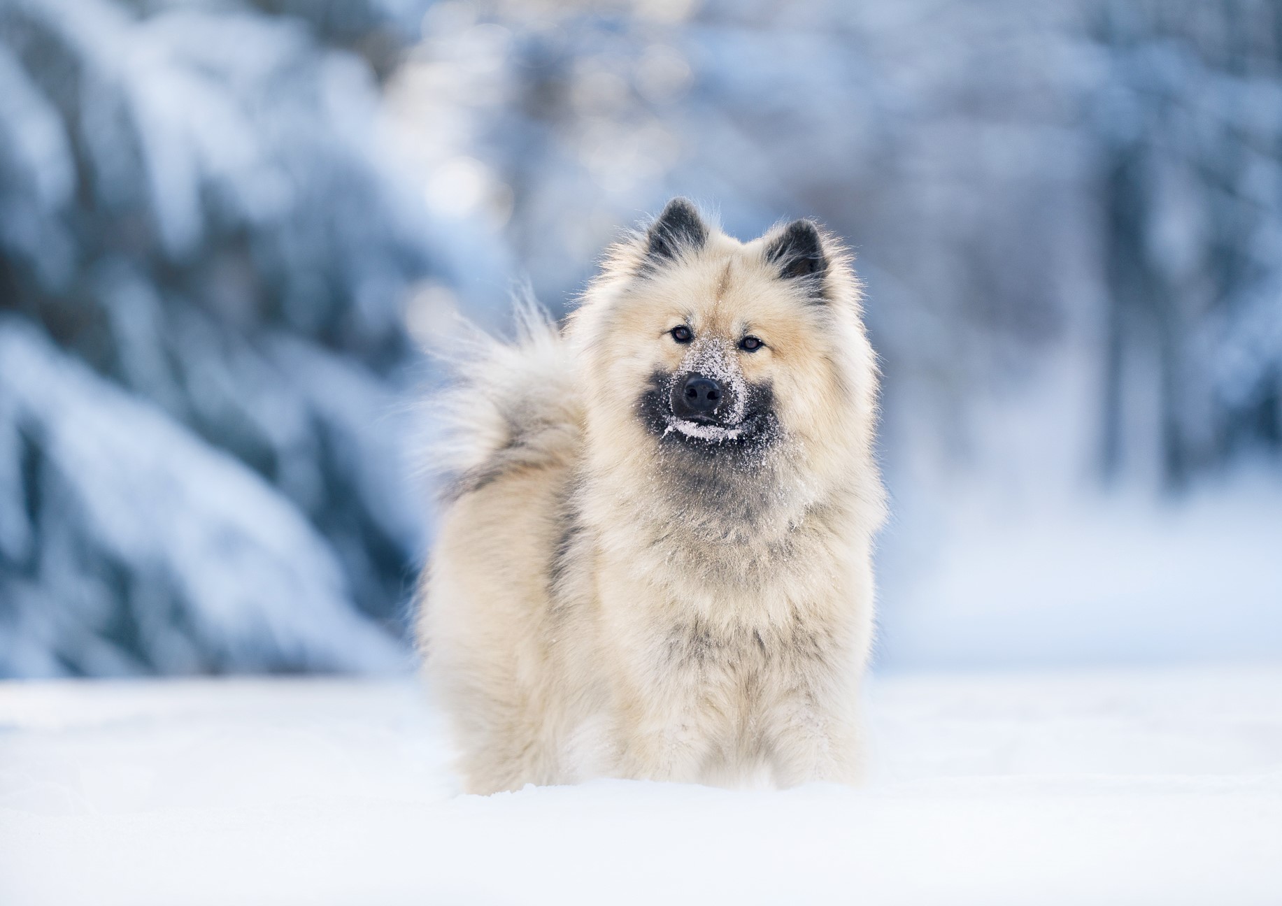 Oslo dans les feuilles