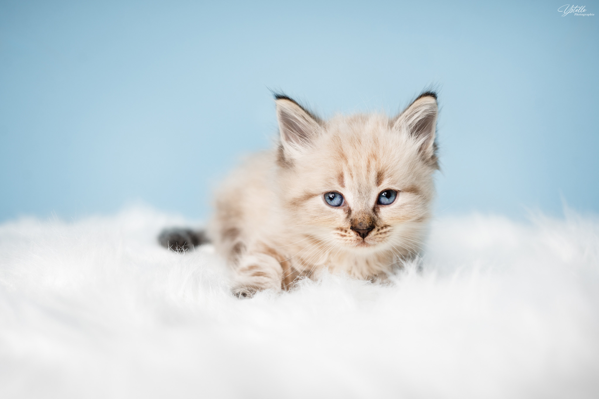 Oslo dans les feuilles